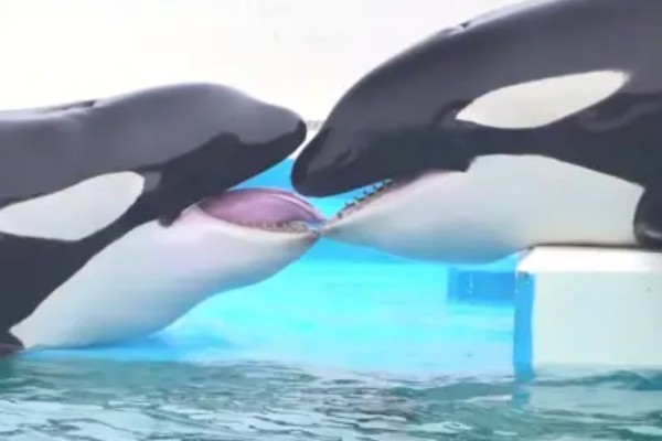 虎鲸的生殖方式,生殖方式为胎生