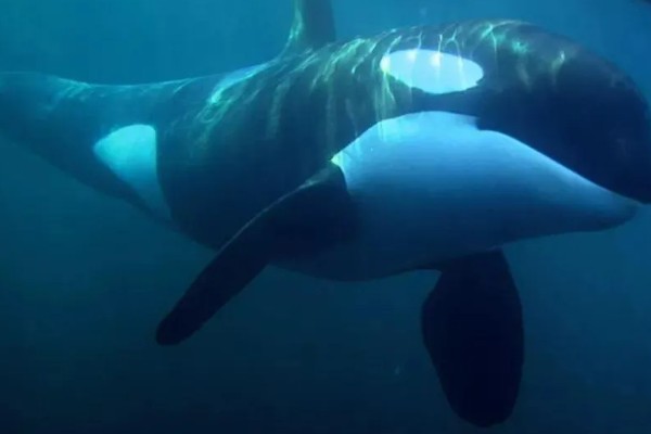 虎鲸的生殖方式,生殖方式为胎生