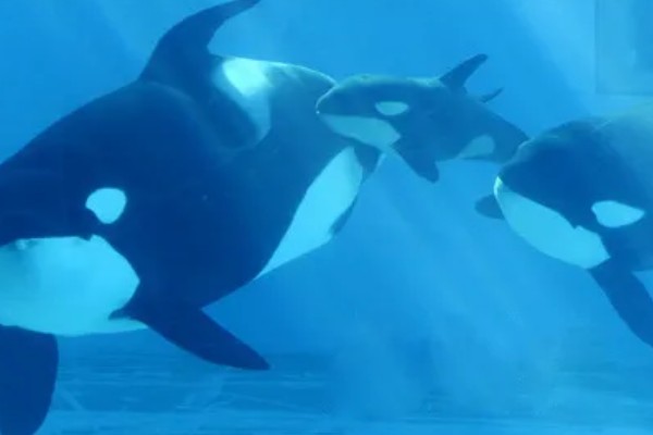 虎鲸的生殖方式,生殖方式为胎生