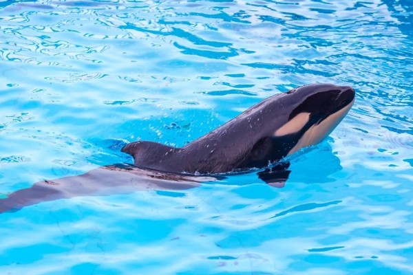 虎鲸的生殖方式,生殖方式为胎生