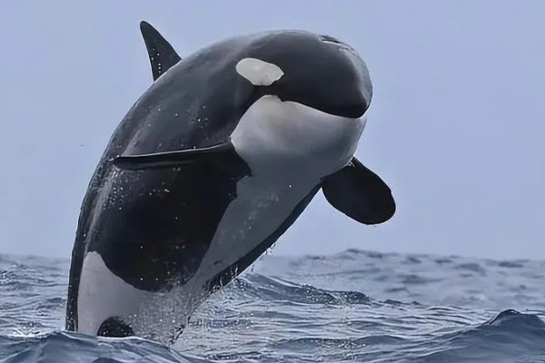 虎鲸的生殖方式,生殖方式为胎生
