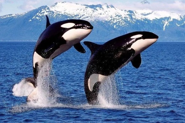 虎鲸的生殖方式,生殖方式为胎生