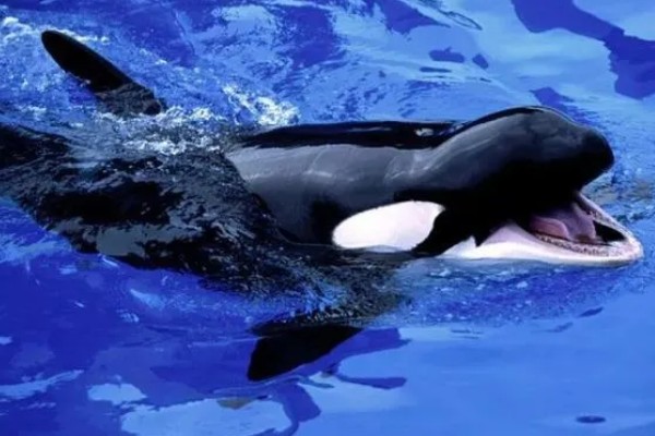 虎鲸的生殖方式,生殖方式为胎生