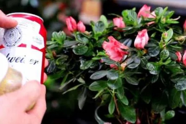 阿司匹林多久浇花一次,半个月使用一次最佳