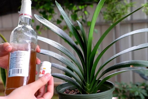 阿司匹林多久浇花一次,半个月使用一次最佳