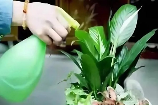 阿司匹林多久浇花一次,半个月使用一次最佳