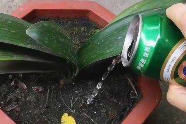 阿司匹林多久浇花一次,半个月使用一次最佳