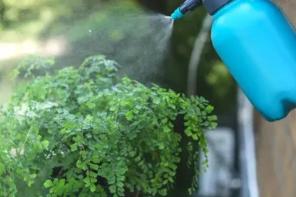 阿司匹林多久浇花一次,半个月使用一次最佳