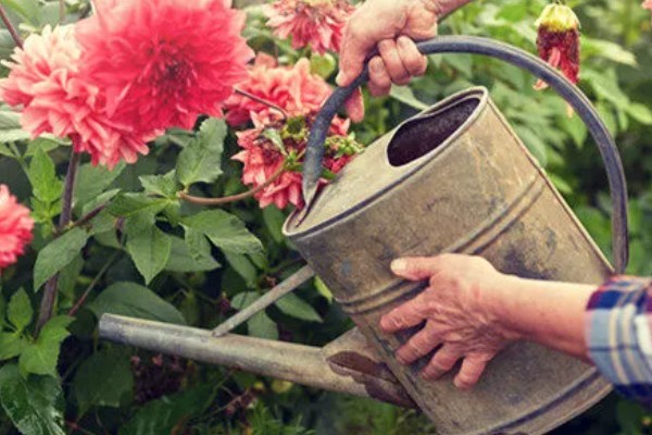 阿司匹林多久浇花一次,半个月使用一次最佳