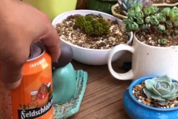 阿司匹林多久浇花一次,半个月使用一次最佳