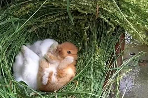 兔子为什么会叼草铺窝，可能是在为备孕做准备