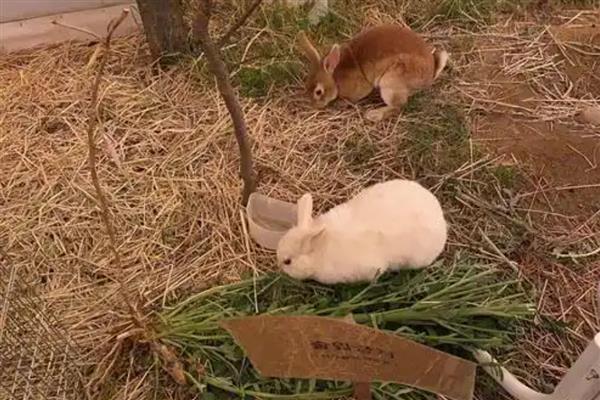 兔子为什么会叼草铺窝，可能是在为备孕做准备