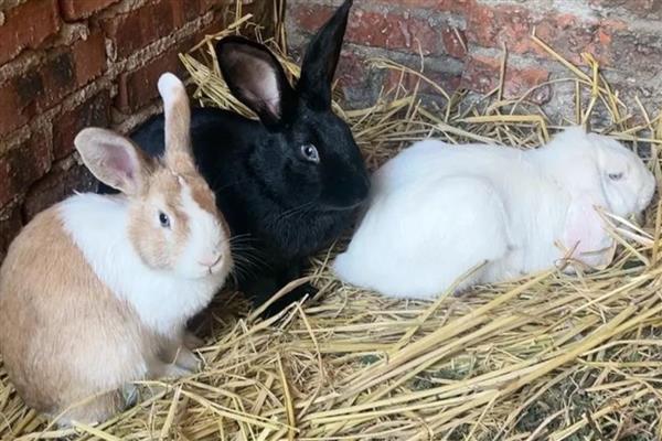 兔子为什么会叼草铺窝，可能是在为备孕做准备