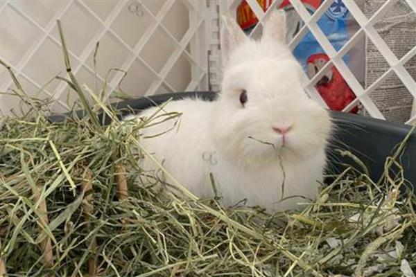 兔子为什么会叼草铺窝，可能是在为备孕做准备