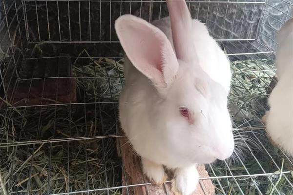 兔子为什么会叼草铺窝，可能是在为备孕做准备