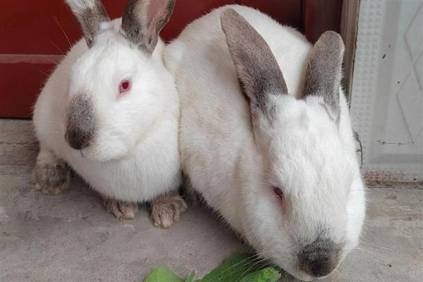 兔子为什么会叼草铺窝，可能是在为备孕做准备