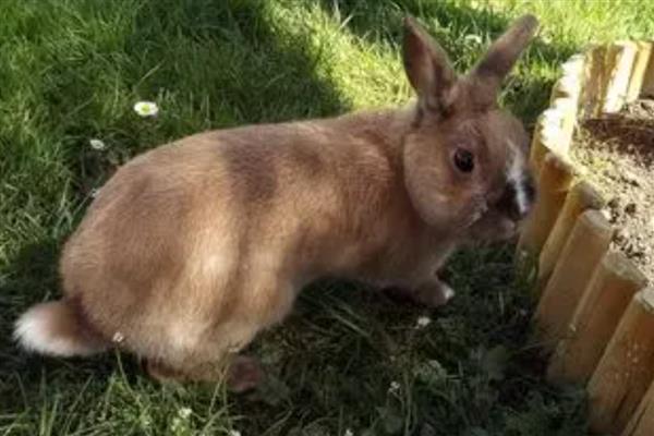 兔子为什么会叼草铺窝，可能是在为备孕做准备