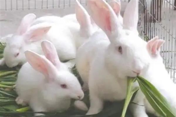 兔子为什么会叼草铺窝，可能是在为备孕做准备