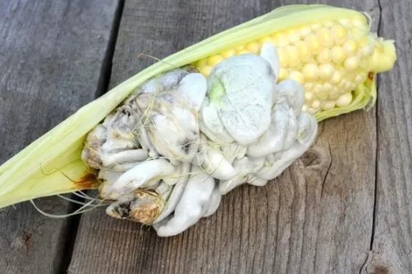 玉米烂心的原因,虫害啃出伤口引发腐烂