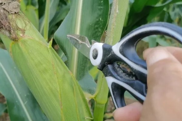 玉米烂心的原因,虫害啃出伤口引发腐烂