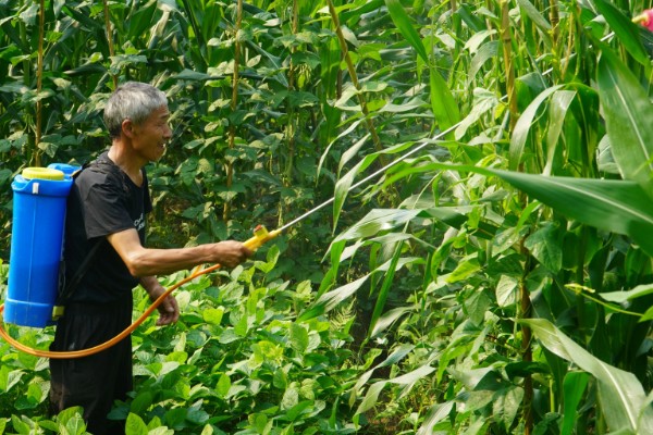 玉米烂心的原因,虫害啃出伤口引发腐烂