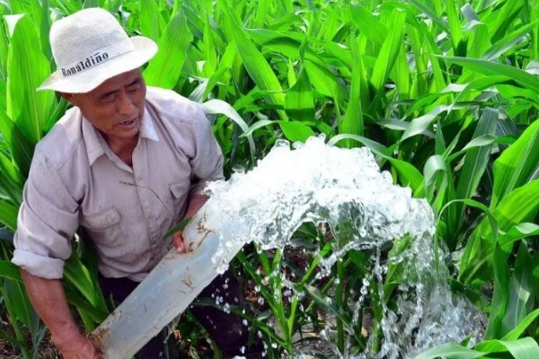 玉米烂心的原因,虫害啃出伤口引发腐烂