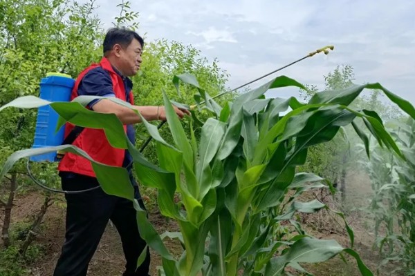 玉米烂心的原因,虫害啃出伤口引发腐烂