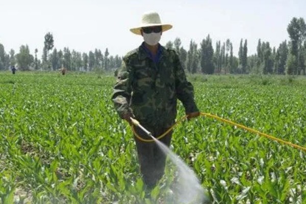 玉米烂心的原因,虫害啃出伤口引发腐烂