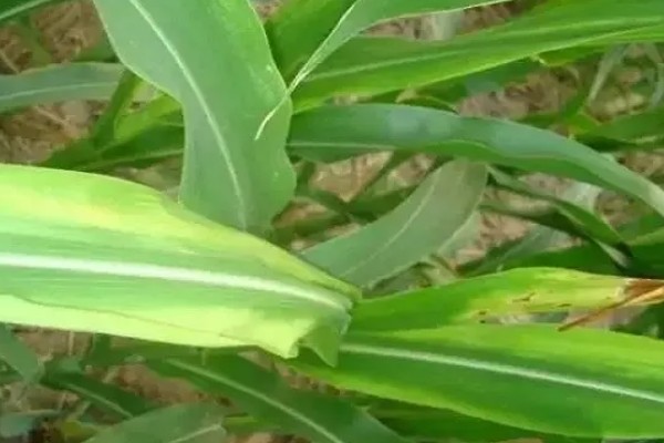 玉米烂心的原因,虫害啃出伤口引发腐烂