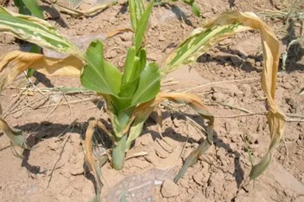 玉米烂心的原因,虫害啃出伤口引发腐烂