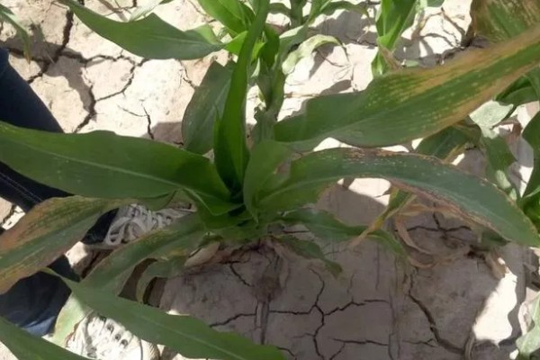 玉米烂心的原因,虫害啃出伤口引发腐烂