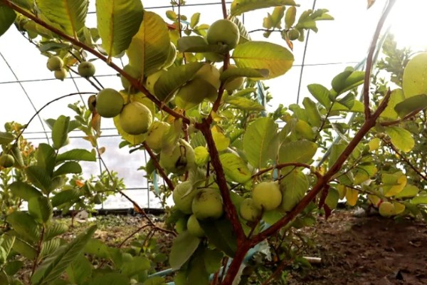 番石榴的种植条件,适合生长在较为贫瘠的土壤中