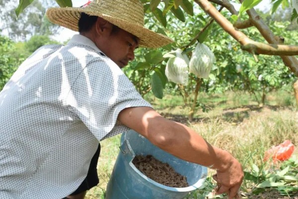 番石榴的种植条件,适合生长在较为贫瘠的土壤中