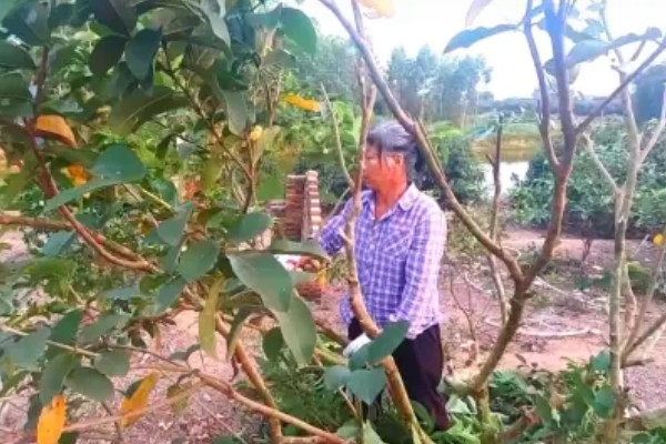 番石榴的种植条件,适合生长在较为贫瘠的土壤中