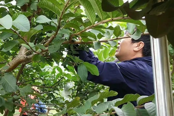 番石榴的种植条件,适合生长在较为贫瘠的土壤中