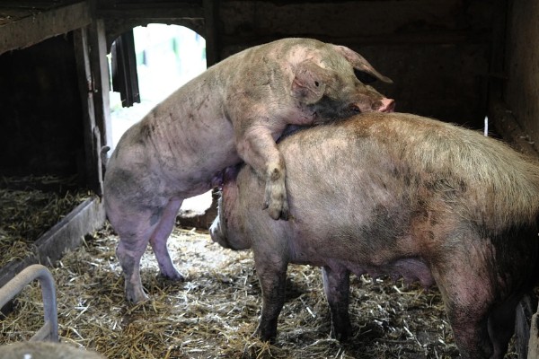自留的母猪多大才能配种，8月龄左右是配种时间