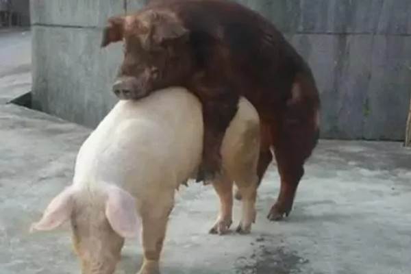 自留的母猪多大才能配种，8月龄左右是配种时间