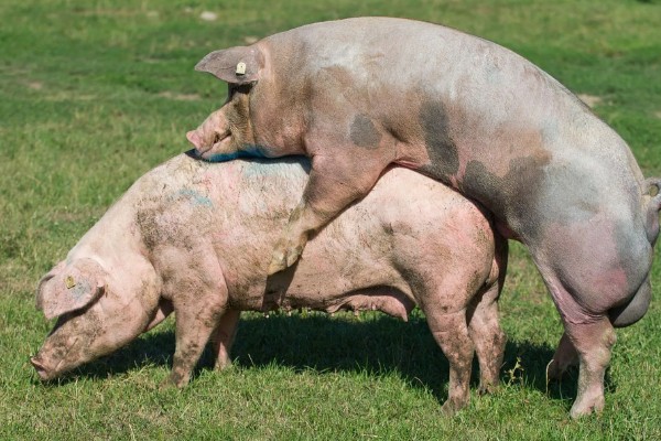 自留的母猪多大才能配种，8月龄左右是配种时间