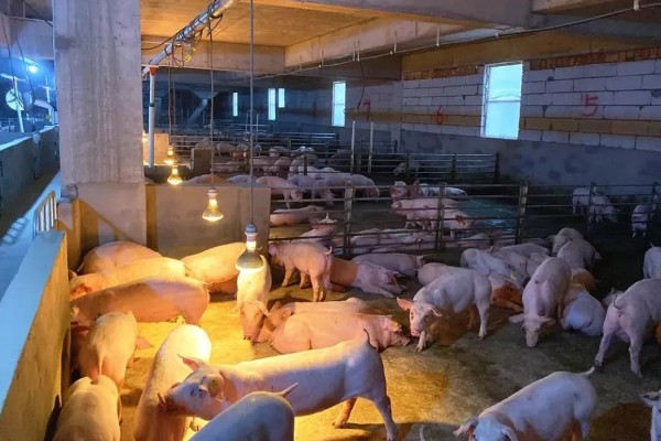 自留的母猪多大才能配种，8月龄左右是配种时间