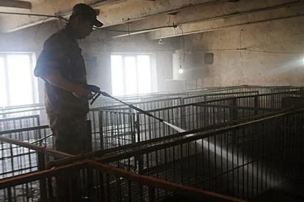 自留的母猪多大才能配种，8月龄左右是配种时间