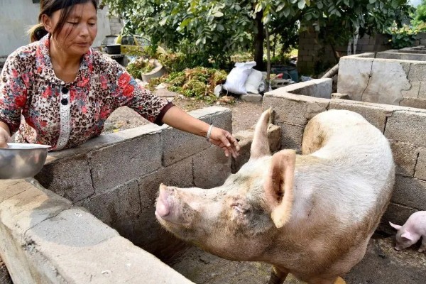 自留的母猪多大才能配种，8月龄左右是配种时间