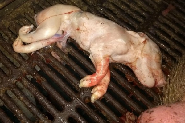 自留的母猪多大才能配种，8月龄左右是配种时间