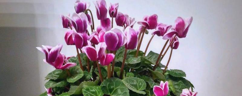 仙客来的生长习性,在肥沃沙质壤土中生长最好