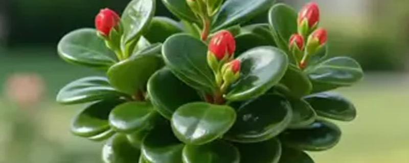 碧玉花怎么修剪，及时剪去徒长枝叶、枯黄枝叶