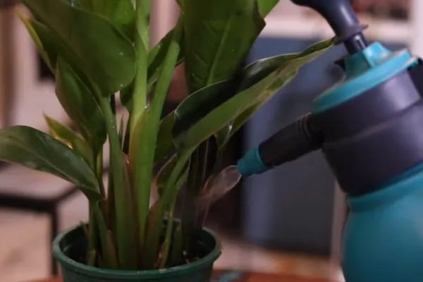 天堂鸟叶子焦边是什么原因,可能是水分不足所致