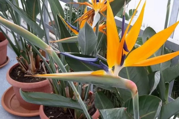 天堂鸟叶子焦边是什么原因,可能是水分不足所致