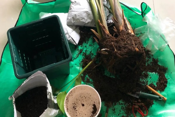 天堂鸟叶子焦边是什么原因,可能是水分不足所致