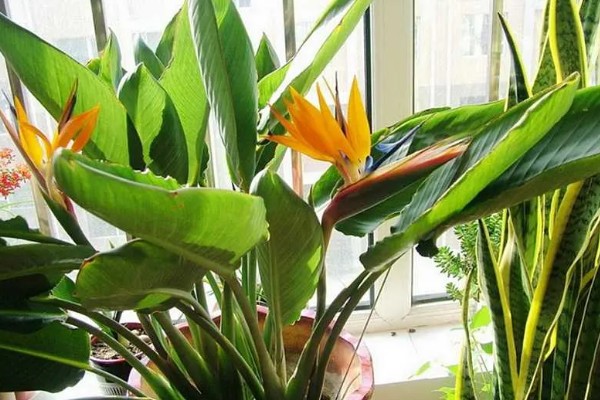 天堂鸟叶子焦边是什么原因,可能是水分不足所致