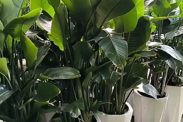 天堂鸟叶子焦边是什么原因,可能是水分不足所致