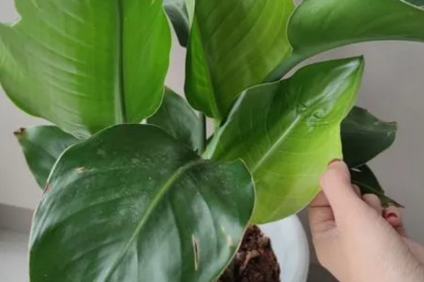 天堂鸟叶子焦边是什么原因,可能是水分不足所致